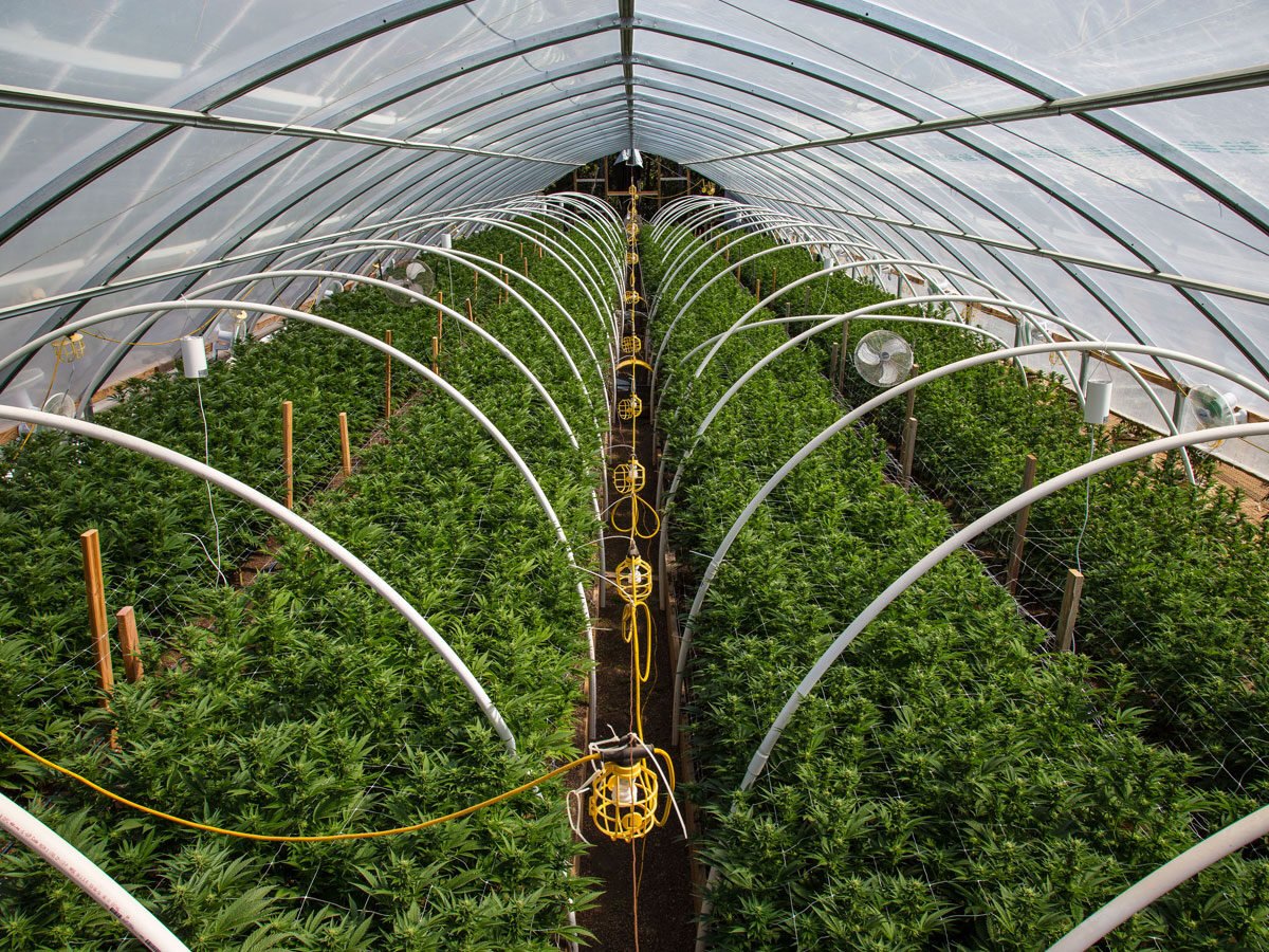 greenhouse cannabis grow